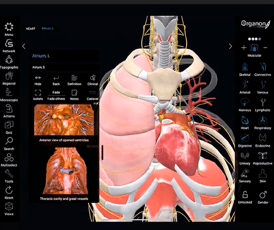 Anterior Oculus Anatomy Vr Oculus Quest Vr Anatomy App Human