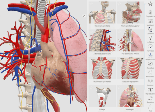 Licence d'anatomie 3D Organon VR pour PC