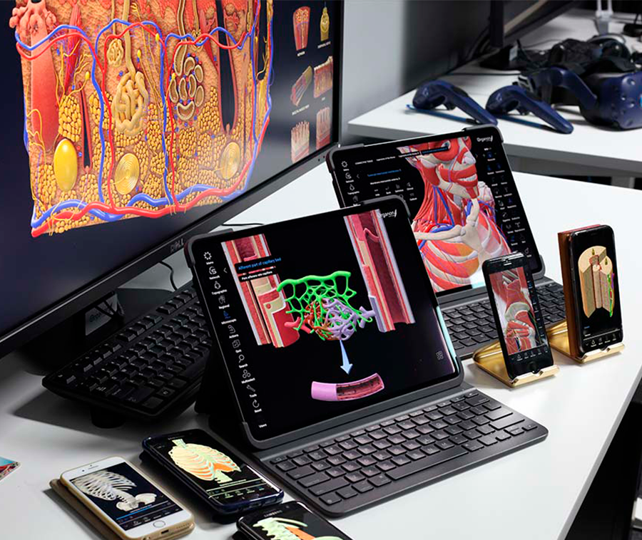 3D Organon Licencia VR Anatomy para PC