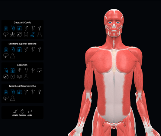 3D Organon Licencia VR Anatomy para Gafas VR Standalone - XRShop